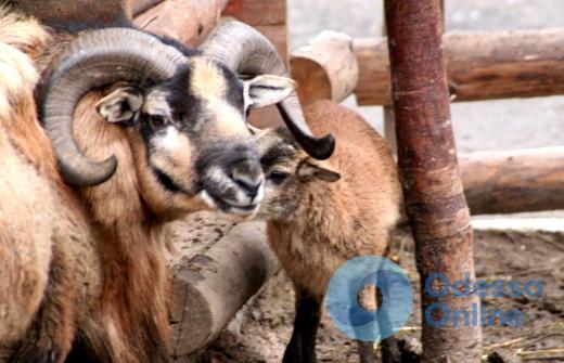 В Одесском зоопарке родились камерунские овцы и антилопа