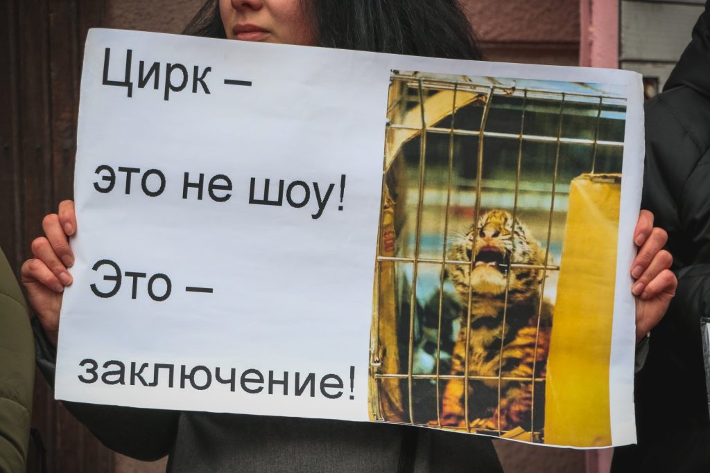 Под одесским цирком снова митинговали зоозащитники