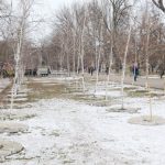 В этом году планируют озеленить Прохоровский сквер