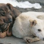 Одесса: горсовет утвердил создание скорой помощи для животных