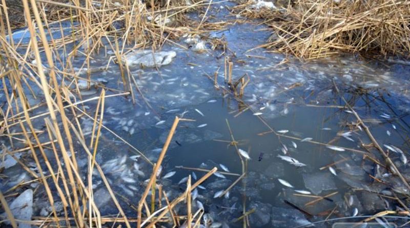На юге Одесской области местные жители собирают дохлую рыбу на озере