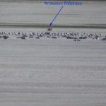 В «Тузловских лиманах» появился фламинго Робинзон