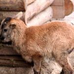 В Одесском зоопарке родились камерунские овцы и антилопа
