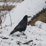 Заснеженная Одесса (фоторепортаж)