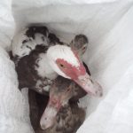 В Одесской области задержали любителя конопли и уток