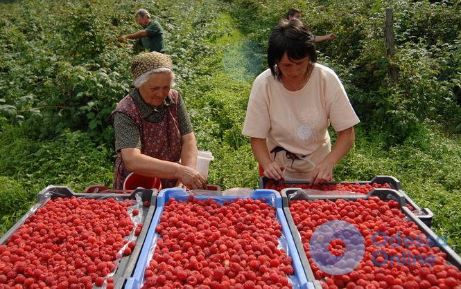 В Одесской области окажут финансовую поддержку сельским кооперативам