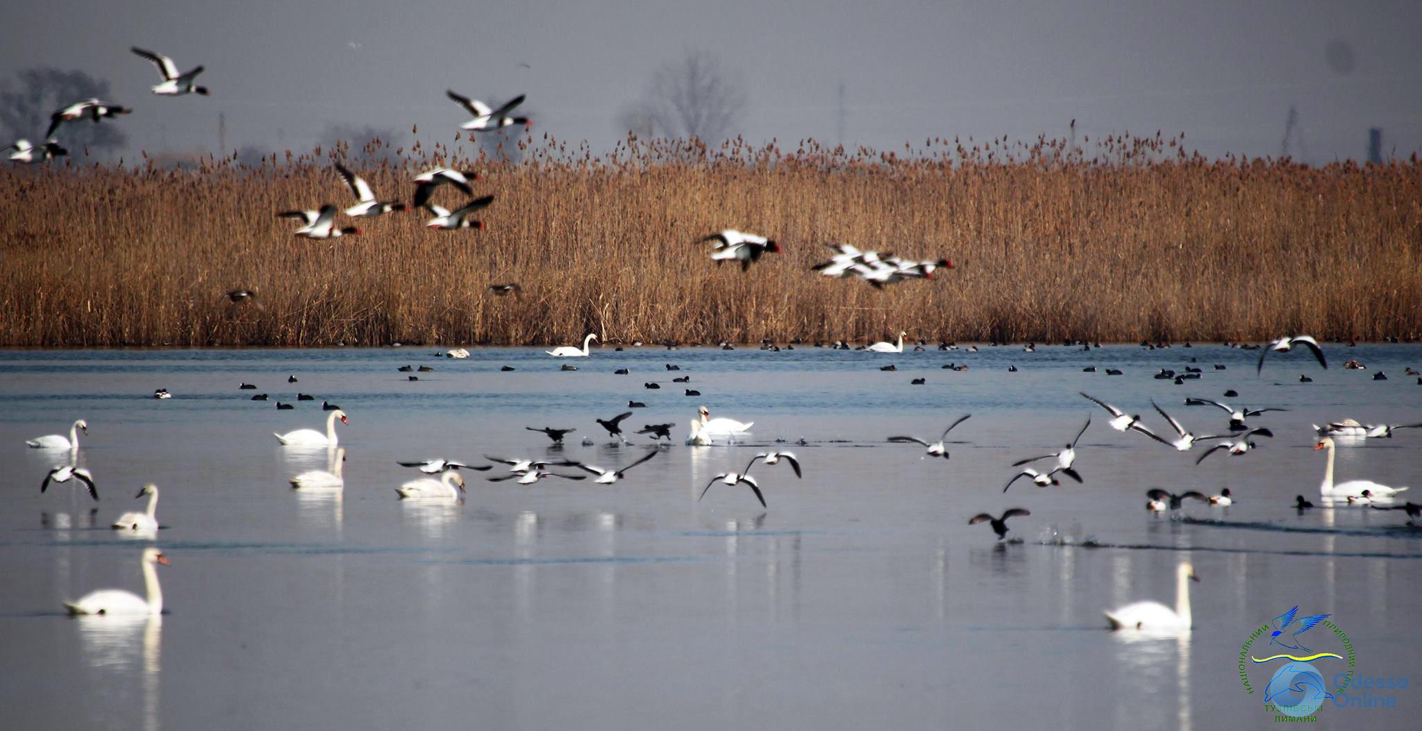 Озеро Сасык: в Одесскую область вернулись перелетные птицы