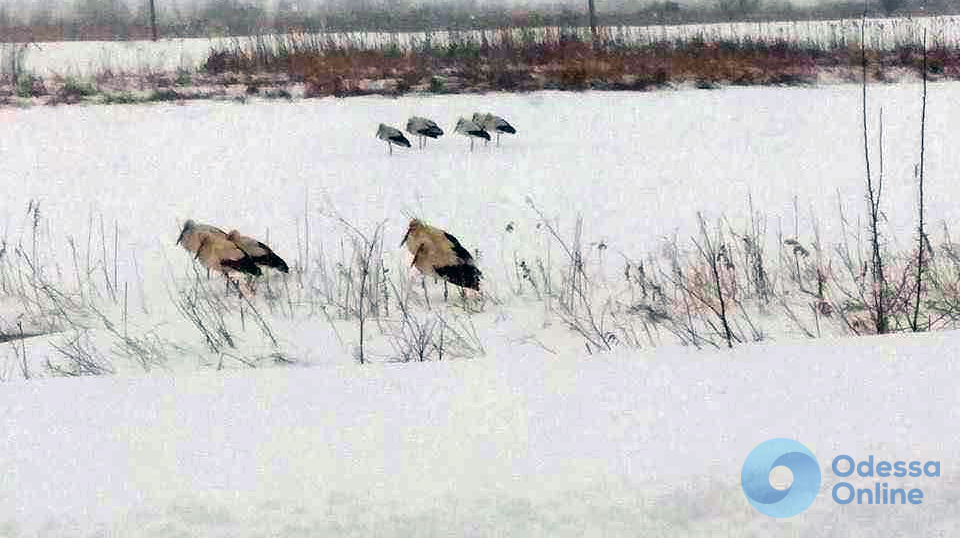 Одесская область: из-за снегопадов аисты оказались в беде