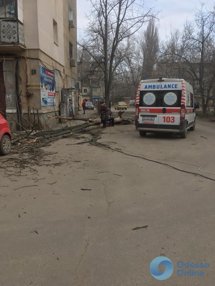 В Одессе на девушку упало дерево