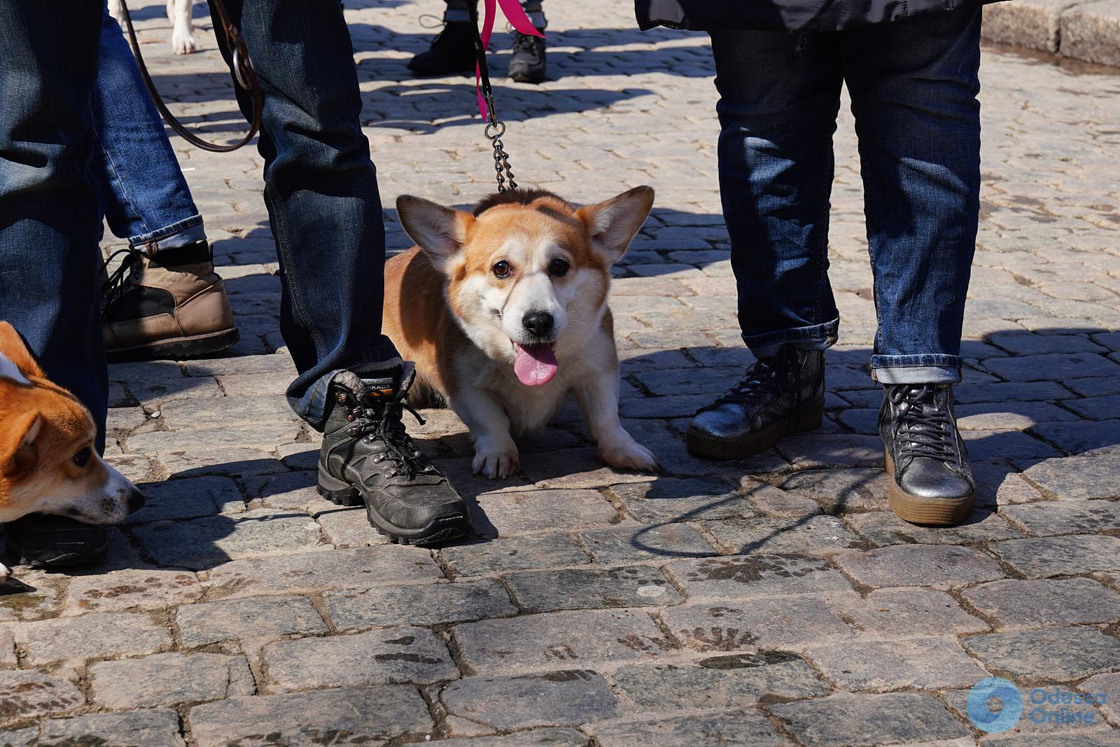 В Одессе прошел марш спасенных собак (фото, видео)