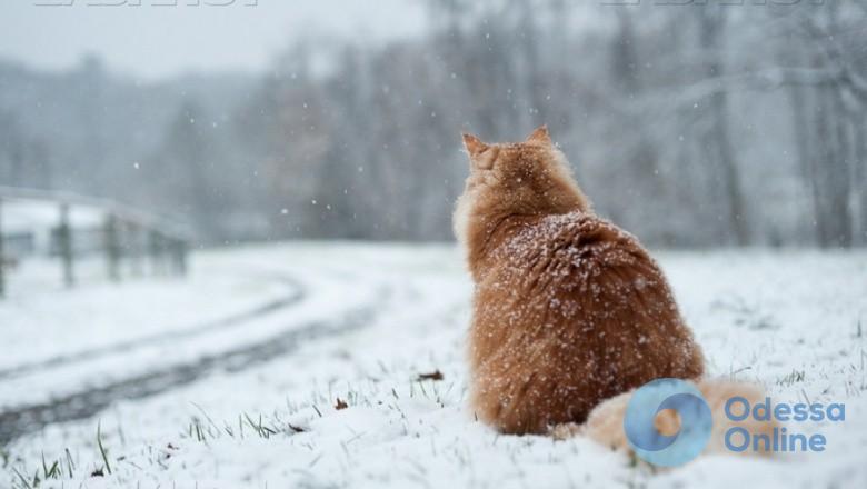 Завтра в Одессе снова ожидается снег