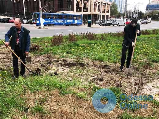Виолы, незабудки и розы: коммунальщики озеленяют улицы Одессы