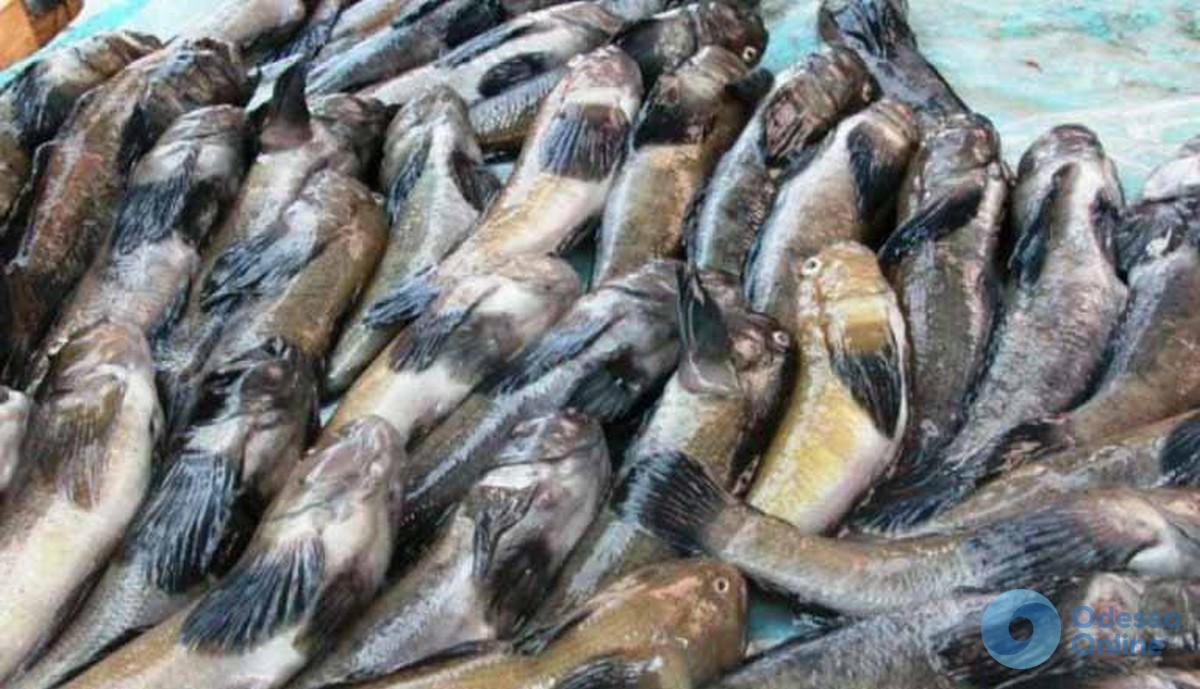рыба с азовского моря
