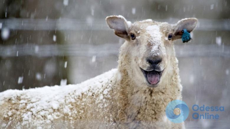 В Одесской области угнали стадо овец