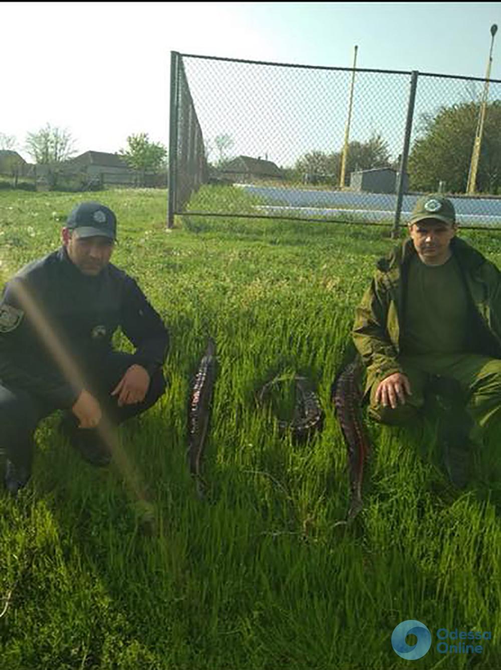 В Одесской области задержали браконьеров с севрюгой