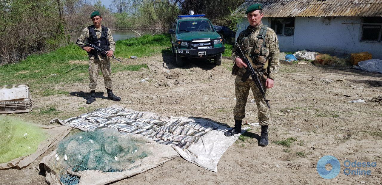 В Одесской области задержали браконьеров с уловом дунайской сельди