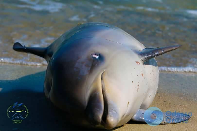 В «Тузловских лиманах» нашли погибшего дельфина