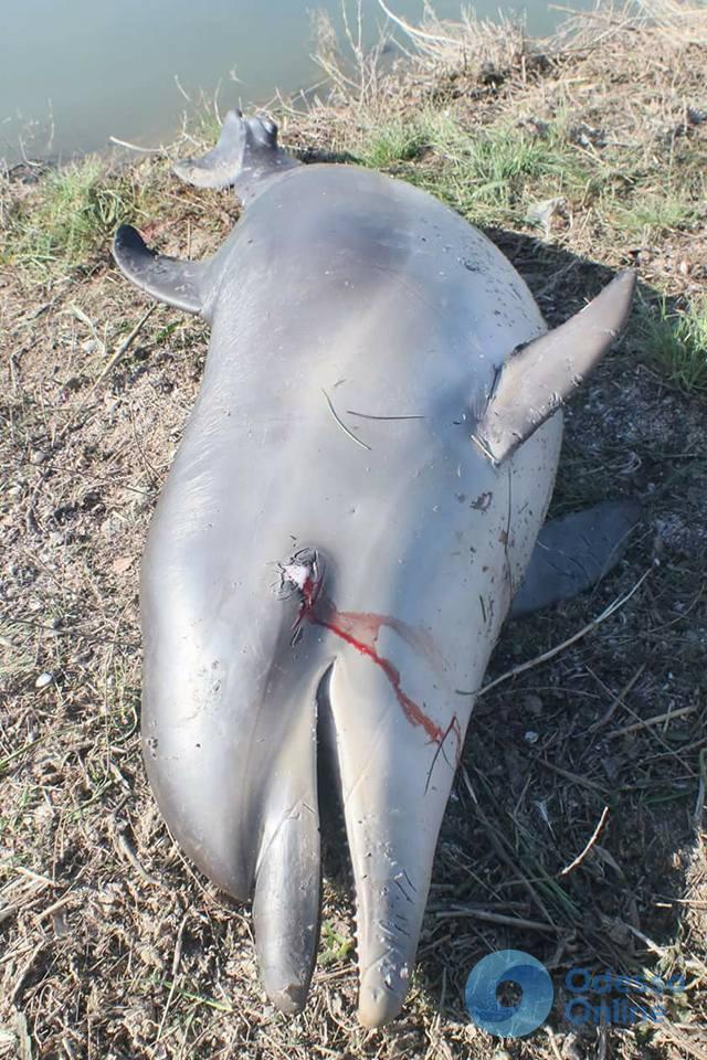 В «Тузловских лиманах» нашли погибшего дельфина