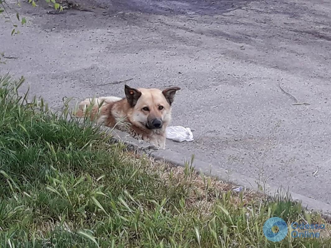 В Черноморске женщину покусала бездомная собака