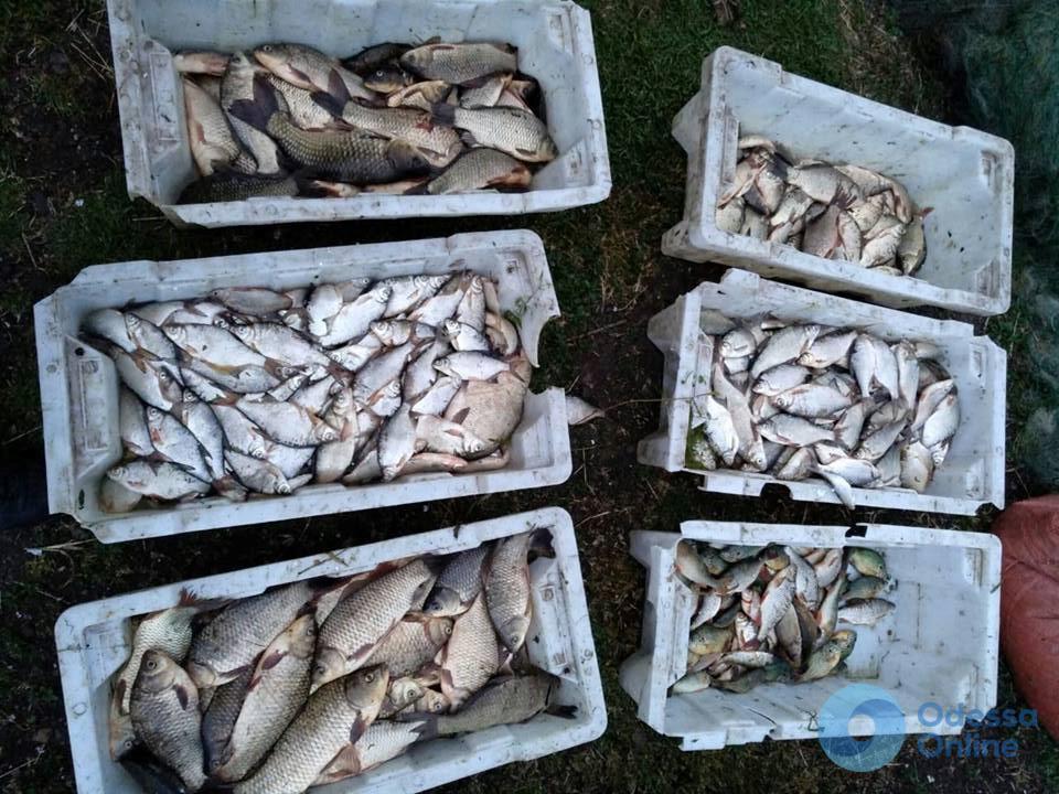 В Одесской области поймали браконьера с сотней килограммов рыбы