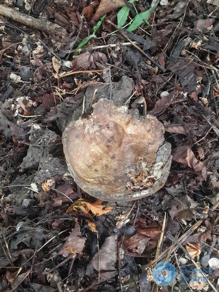 В одесском парке ребенок нашел человеческий череп