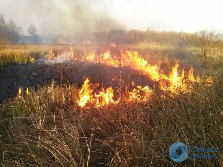 Одесская область: пожары в экосистеме уничтожили 6,5 гектара растительности