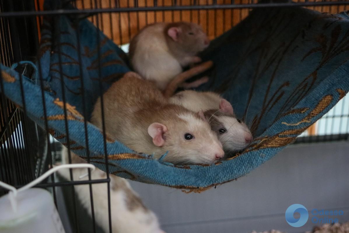 В Одессе прошла выставка декоративных крыс