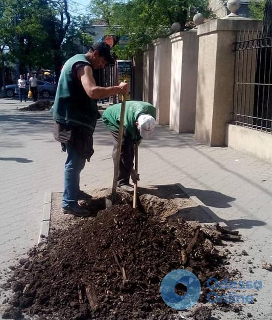 На Преображенской высадили молодые акации