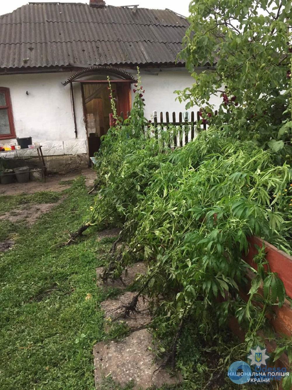 Житель Одесской области замаскировал поле конопли среди кукурузы