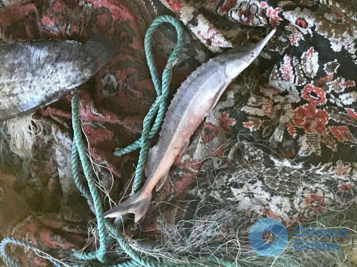 В Одесской области рыбак выловил краснокнижную рыбу