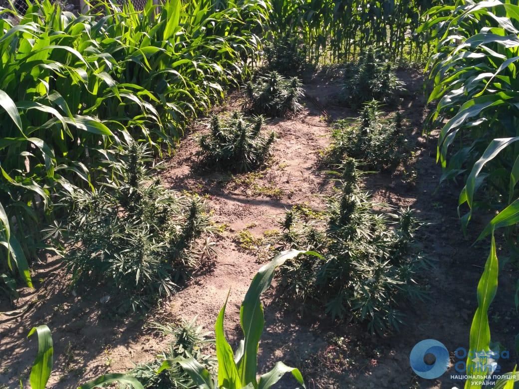 Житель Одесской области выращивал на огороде коноплю