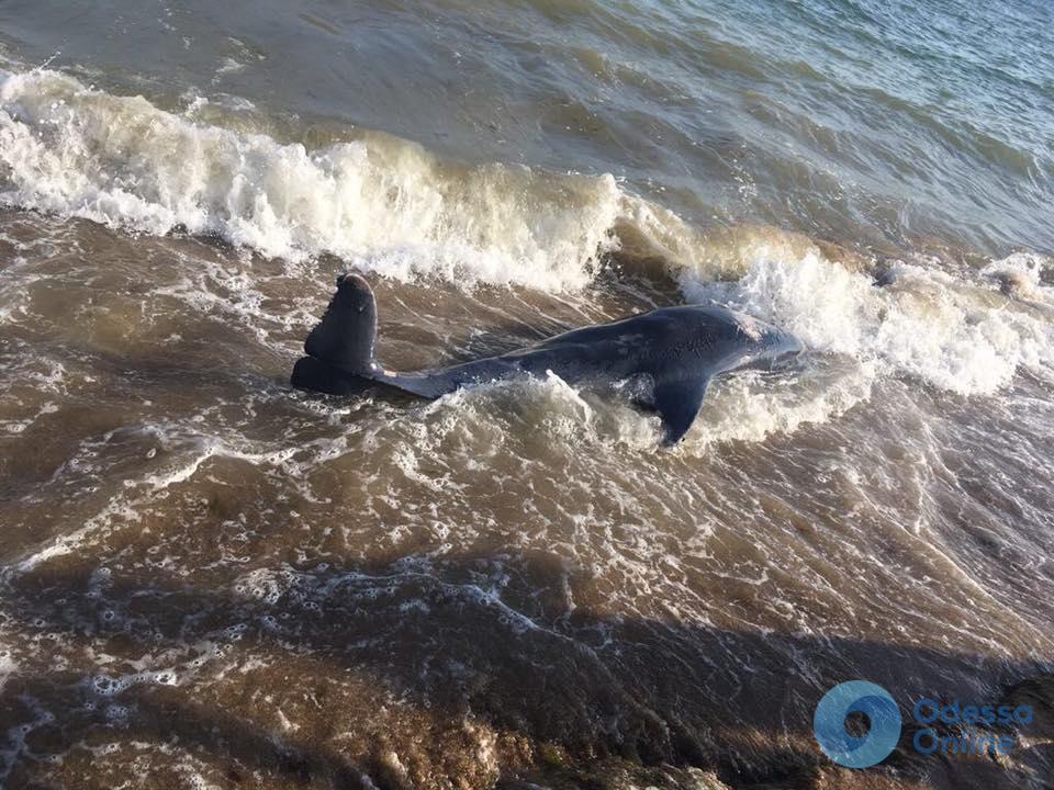 На пляже под Одессой нашли мертвого дельфина