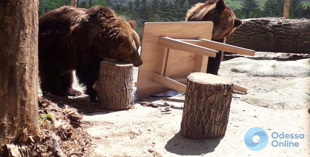 Медведи Одесского зоопарка отпраздновали новоселье