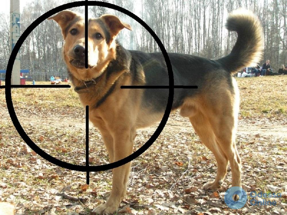 Убил в Одессе полсотни бездомных собак: одиозный киевский догхантер объявлен в розыск