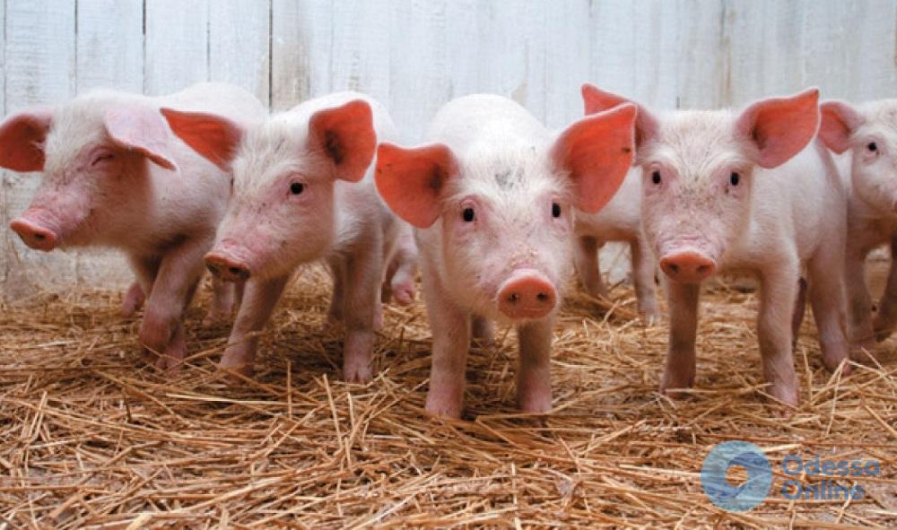 В Одесской области зафиксированы новые случаи чумы свиней
