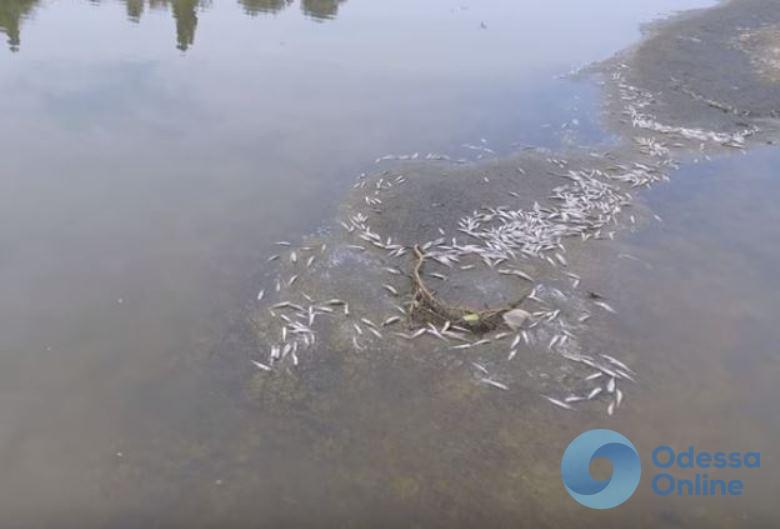 В канале Тилигульский лиман-Черное море массово гибнет рыба