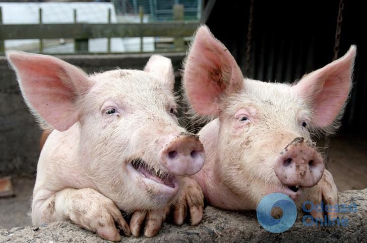 Африканская чума свиней: жителям Одесской области возместят убытки