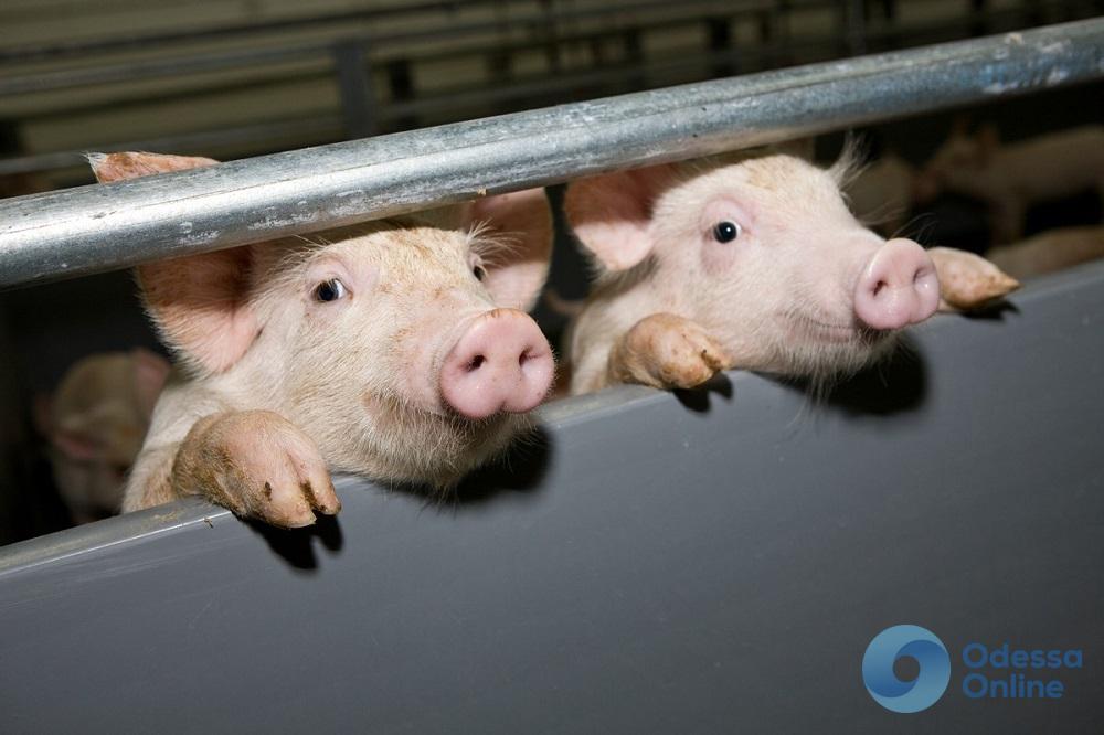 В трех селах Одесской области карантин из-за вспышки чумы свиней