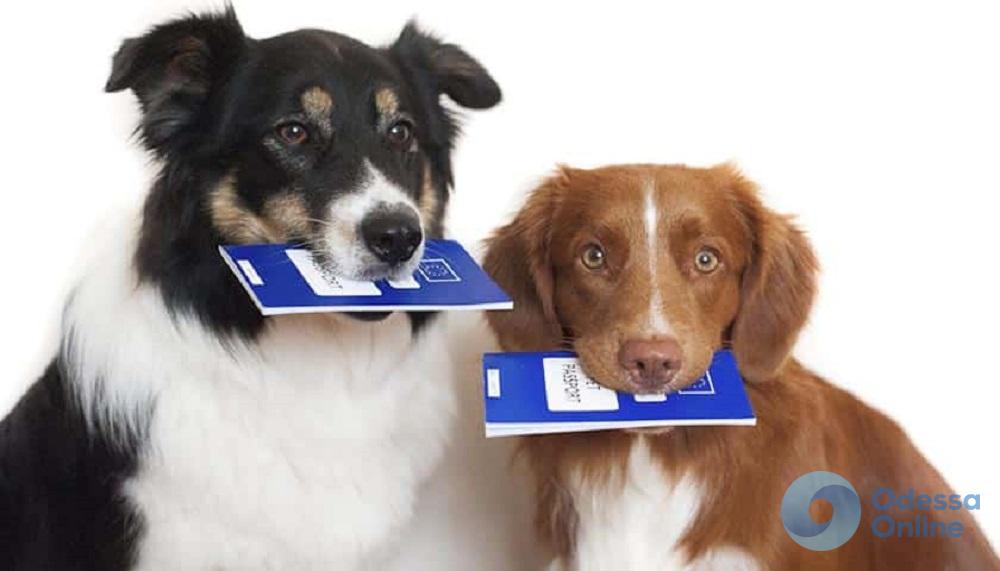 Одесситам предлагают бесплатно регистрировать своих собак