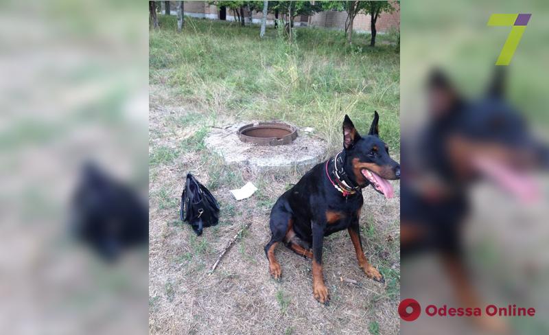 Поиски пропавшей в Сергеевке женщины: служебный пес нашел в люке ее сумочку