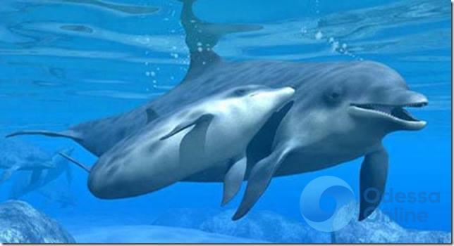 В Одессе зоозащитники будут пикетировать дельфинарий «Немо»