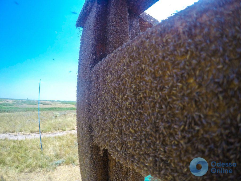 Одесская область: в НПП «Тузловские лиманы» появились зеленые комары-звонцы
