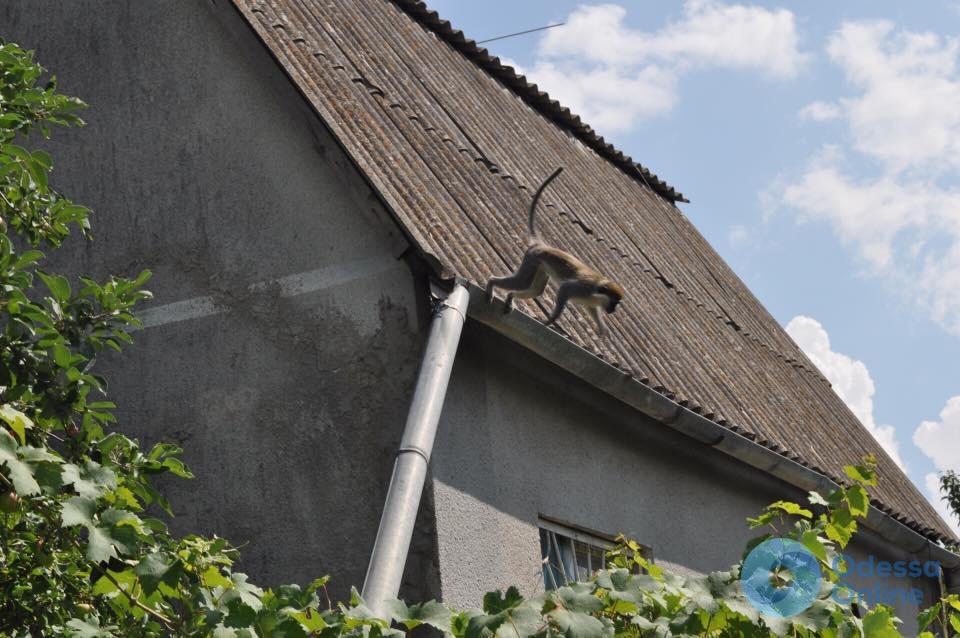 Под Одессой из частного зоопарка сбежали 9 обезьян (фото)