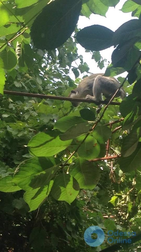 Под Одессой из частного зоопарка сбежали 9 обезьян (фото)