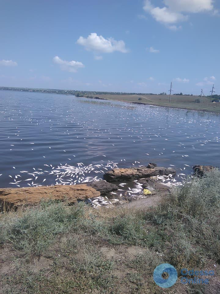 Под Одессой в Хаджибейском лимане массово гибнет рыба (фото)