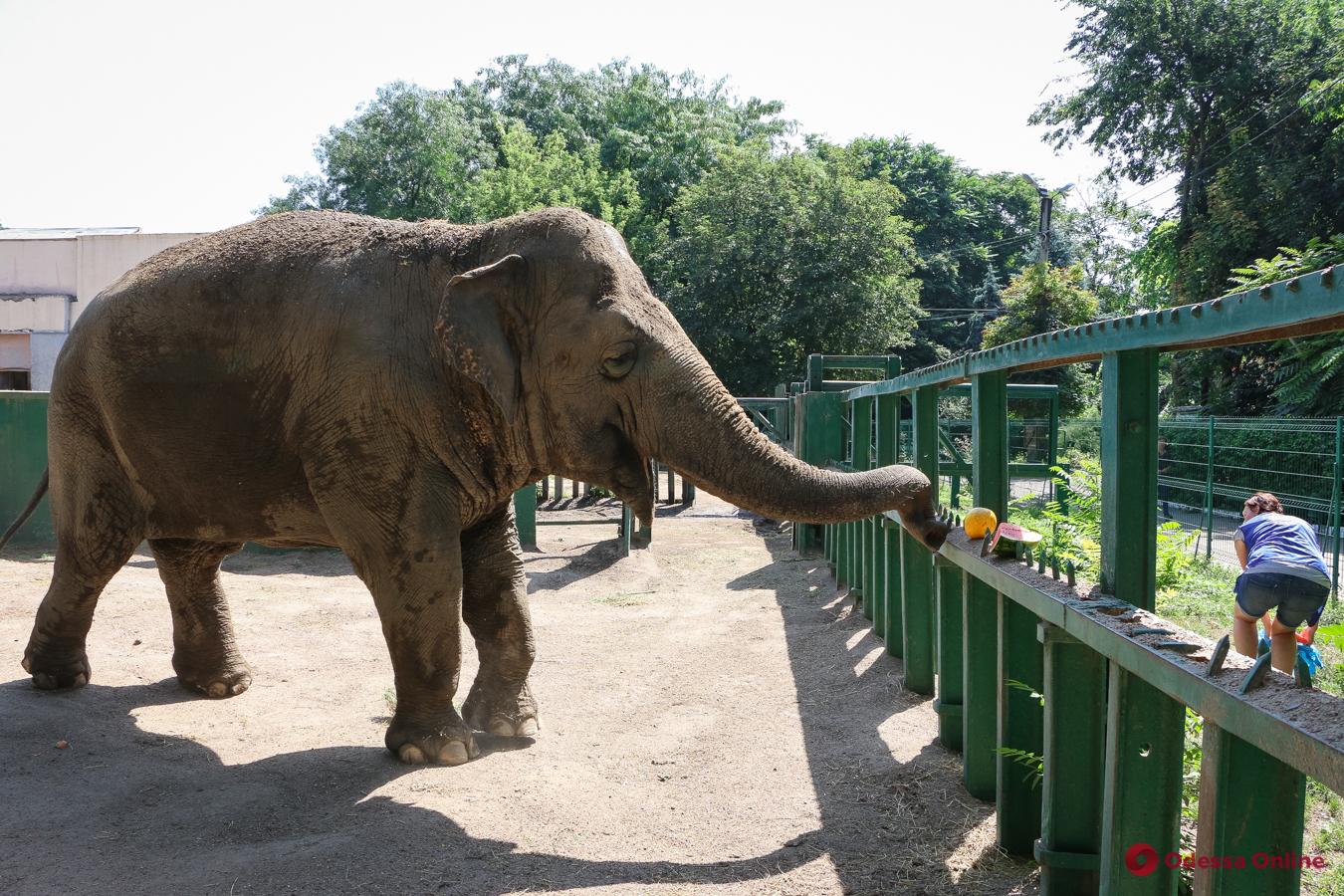 В Одесском зоопарке слониха Венди лакомилась арбузом и дыней (фото, видео)