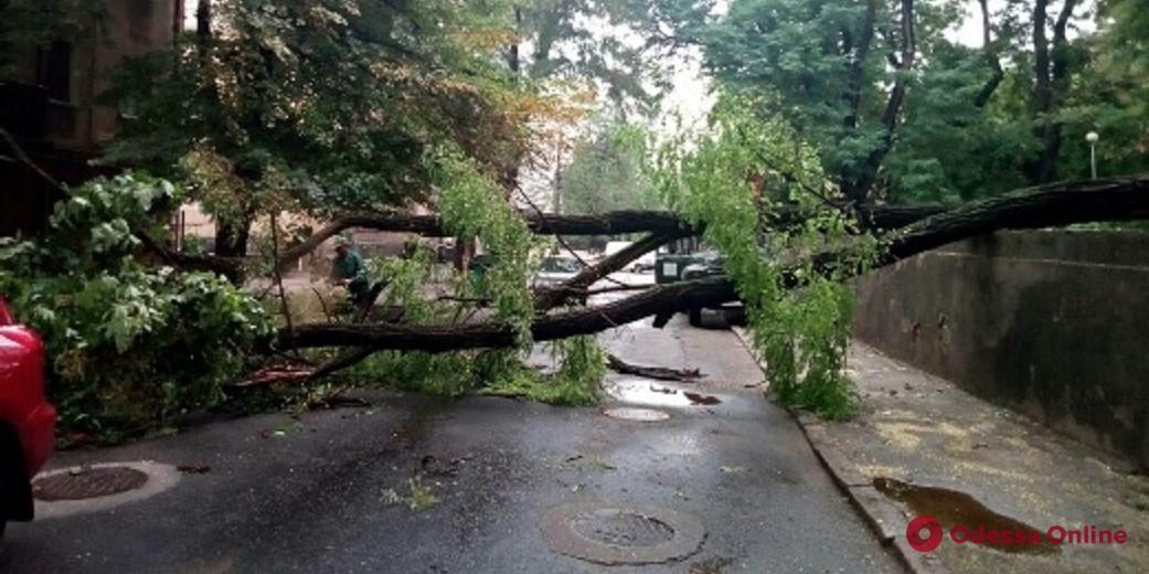 Одесса: в результате ночной непогоды повалены 6 деревьев