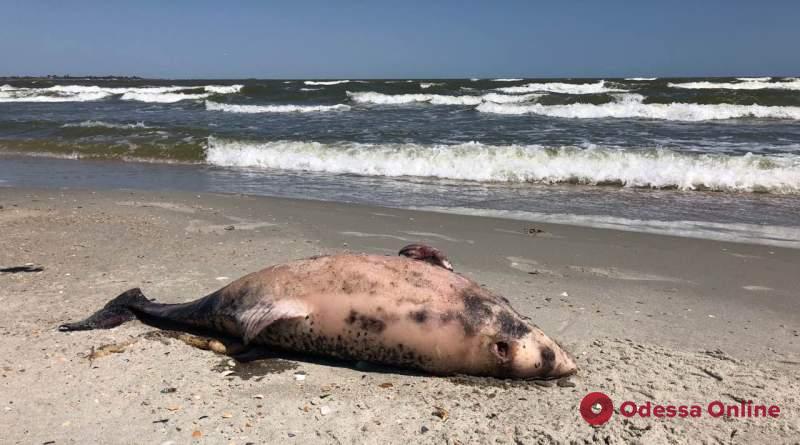 На пляже в Одесской области нашли мертвого дельфина