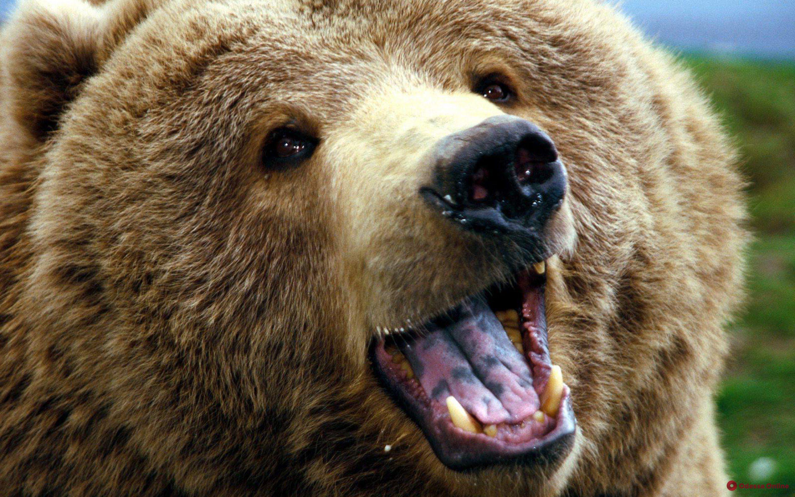 В Одессу привезли краснокнижных медведей: в цирк нагрянула экологическая инспекция
