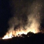 В Одесской области подожгли виноградники французского винодела (фото, обновлено)